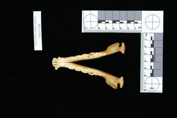 Media type: image;   Mammalogy 31933 Description: Image of skeleton specimen - dorsal view. dorsal view of skull.;